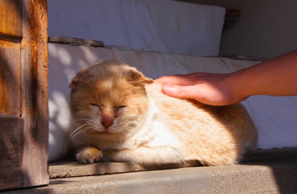 cat in Enoshima