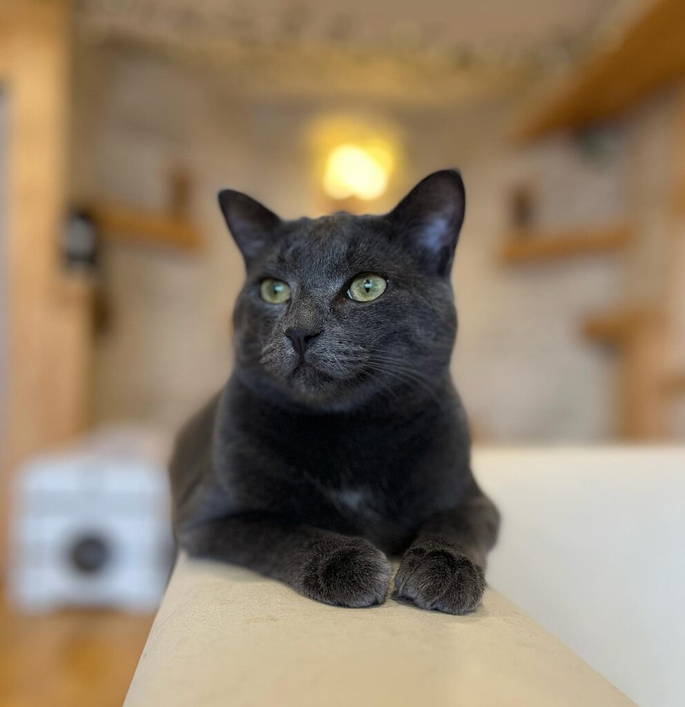 Chimi of the Excalipurr Cat Café in Regina, Saskatchewan