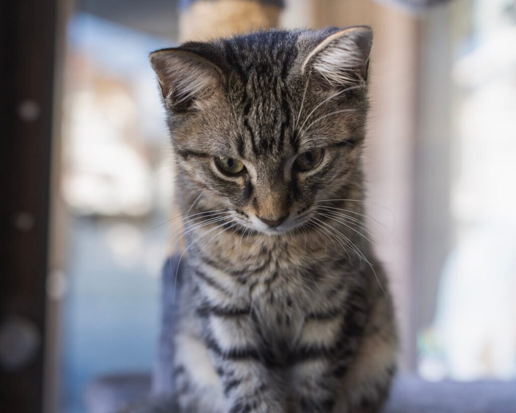 Feline Cafe in Ottawa, Canada