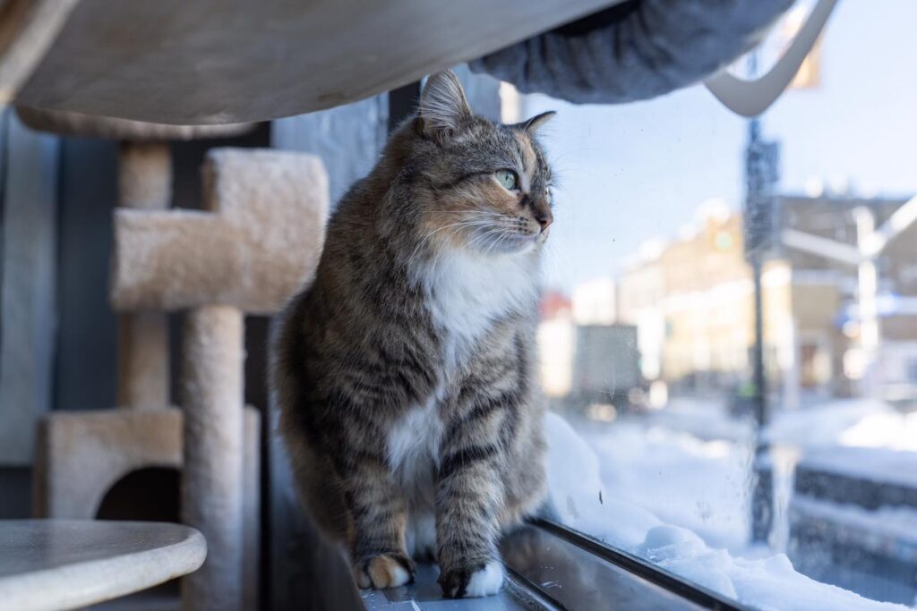 Feline Café in Ottawa