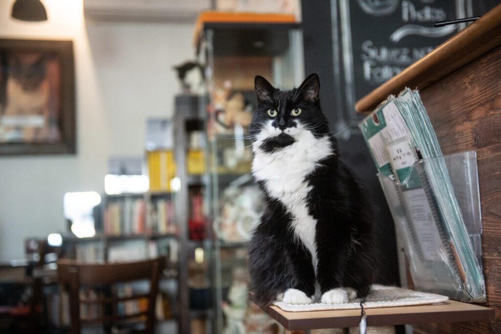 Le Café Chat L'heureux aka Happy Cat Cafe Montreal