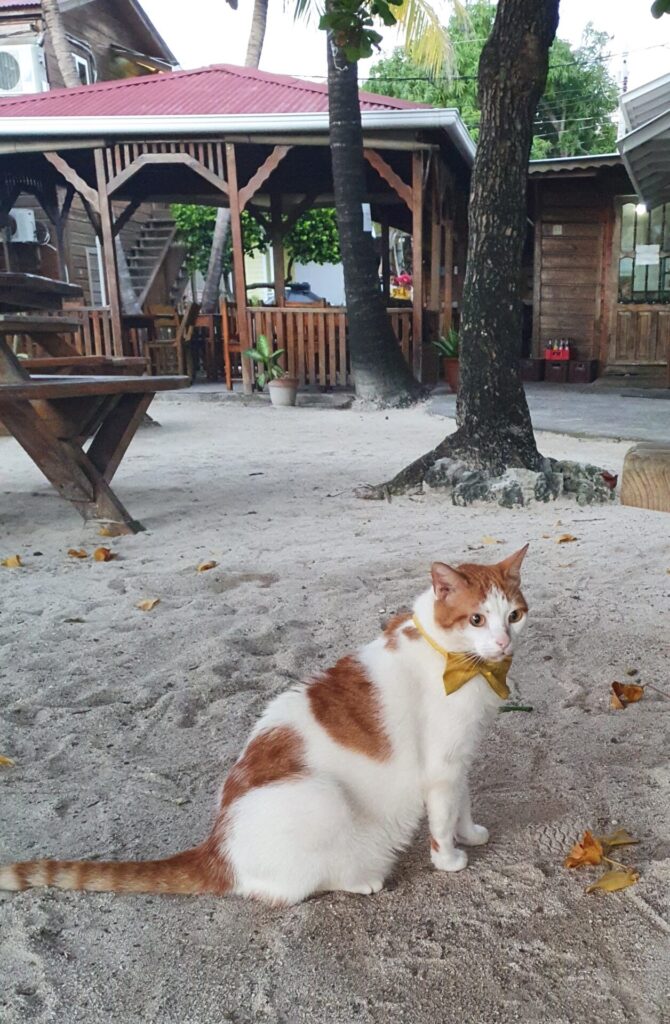 cat from a diving school in Honduras
