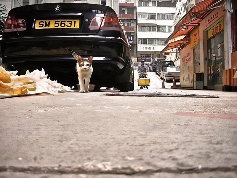 Hong Kong cat