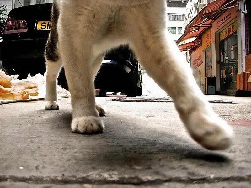 Hong Kong cat