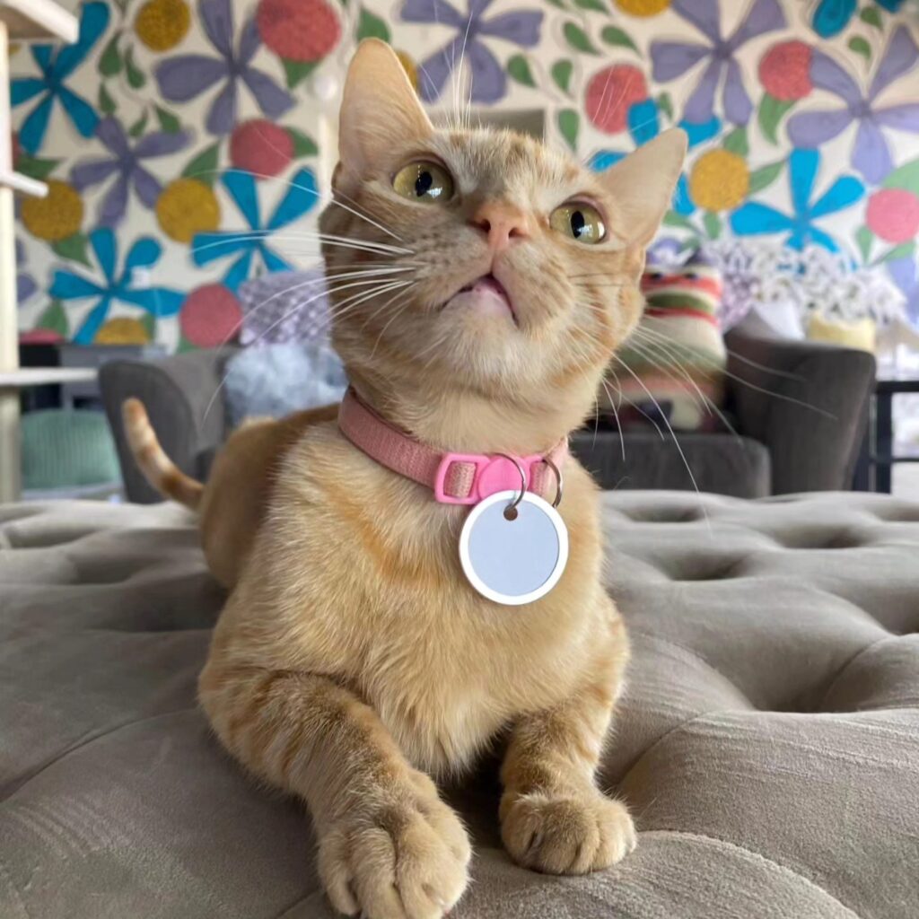 Hunter's Kitten Lounge in Tucson