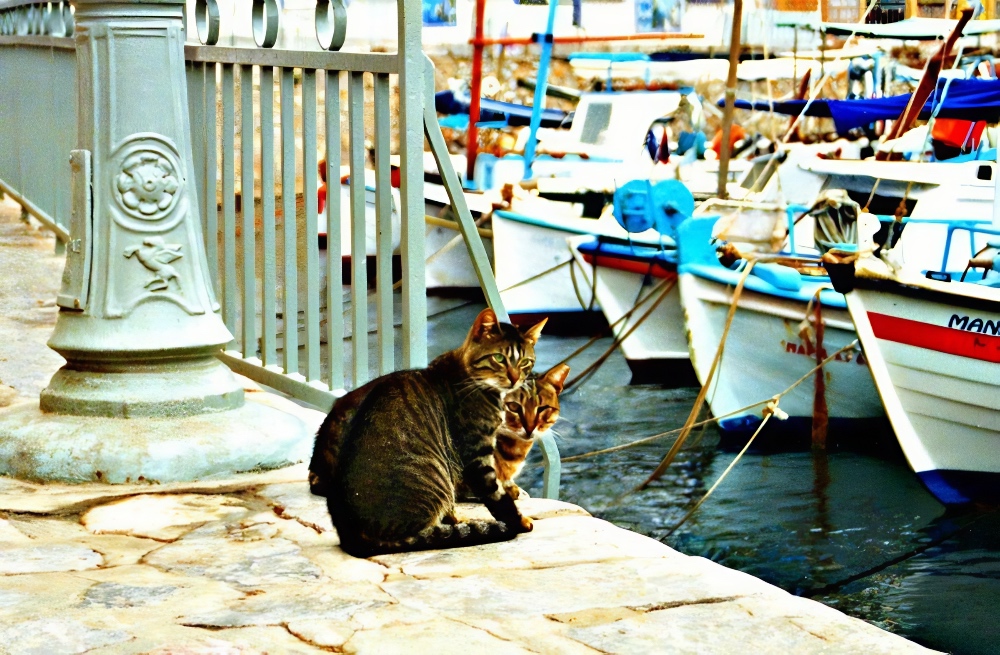 Hydra Harbor cats