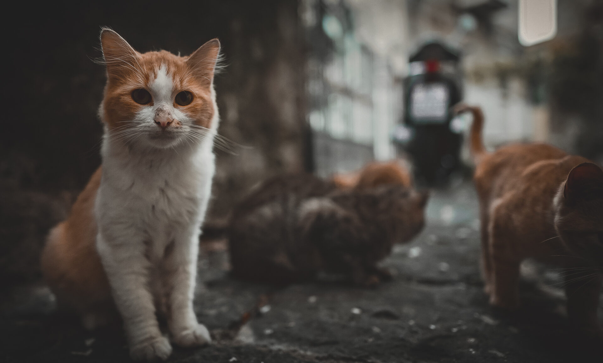 cats in Istanbul