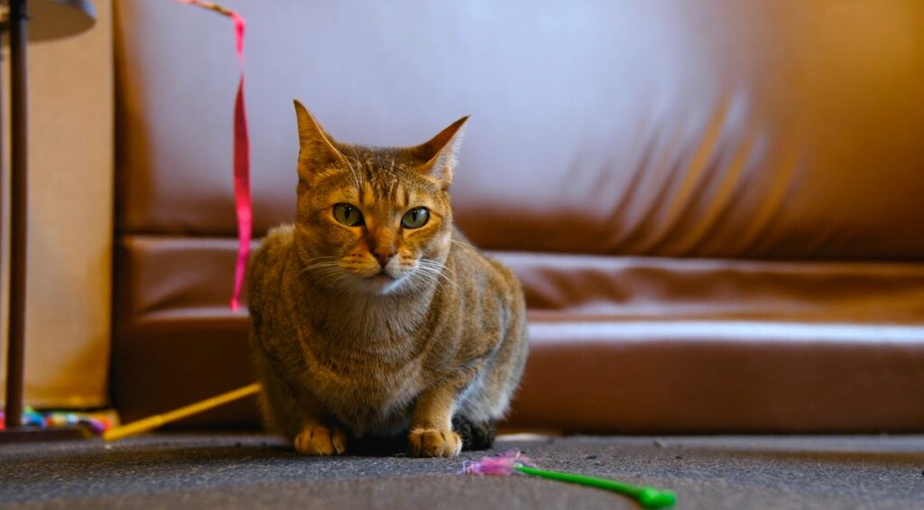 Cat Cafe Calico