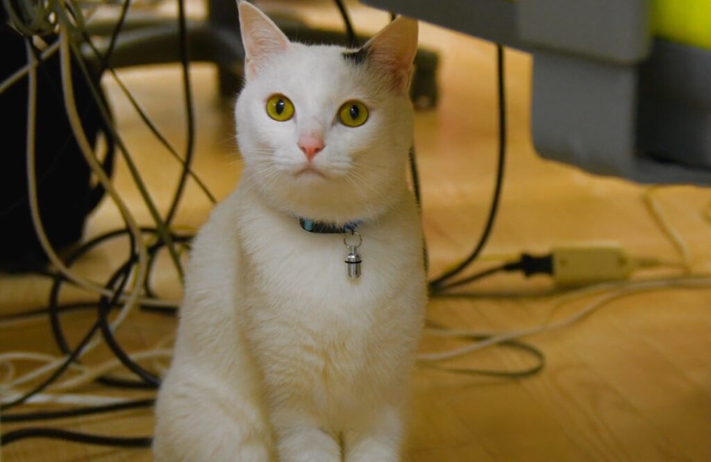 Japanese office cat