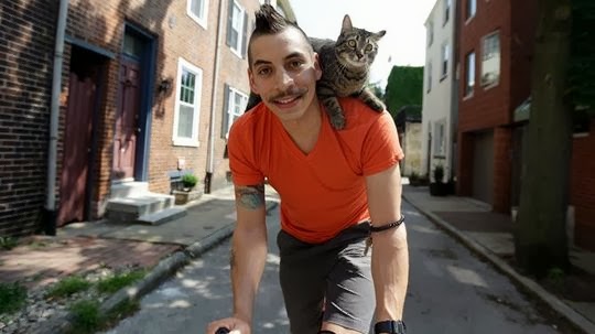 kat op fiets