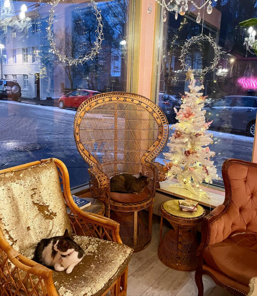 Christmas at Kattakaffihusid cat cafe in Reykjavik, Iceland