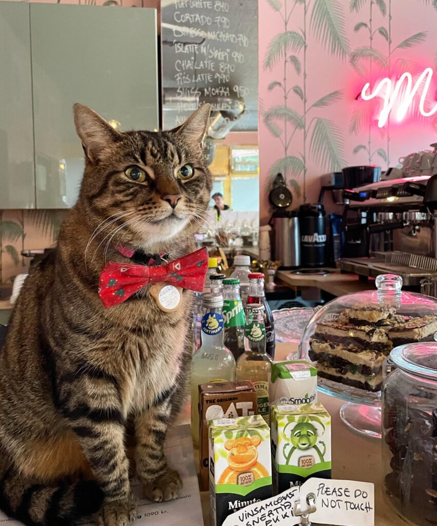 Kattakaffihusid cat cafe in Reykjavik, Iceland