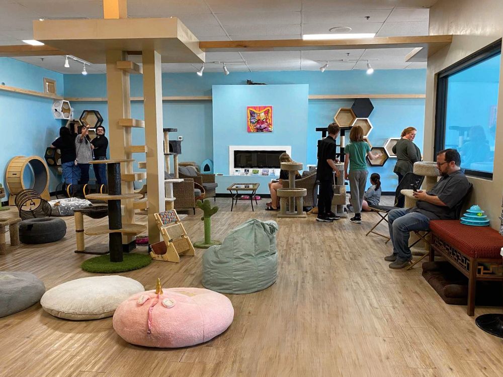 Kitty Pause Café in Mesa