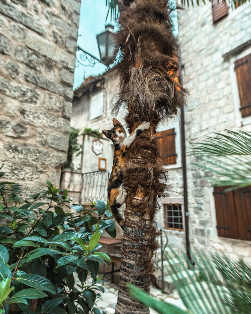 Kotor Cat Museum