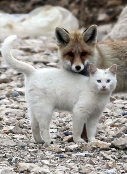 lake van cat