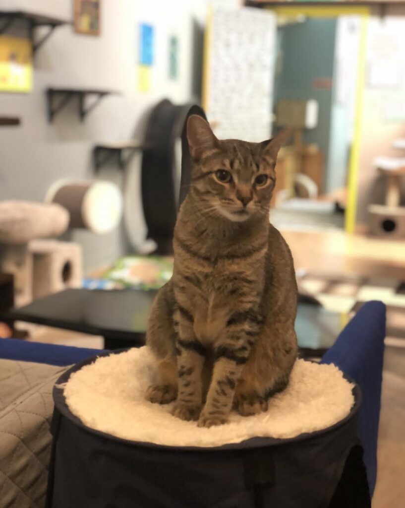 My Kitty Cafe in Guelph, Ontario
