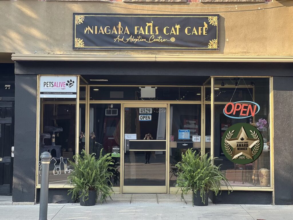 Niagara Falls Cat Cafe