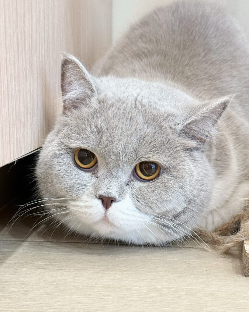 Petpls Cafe