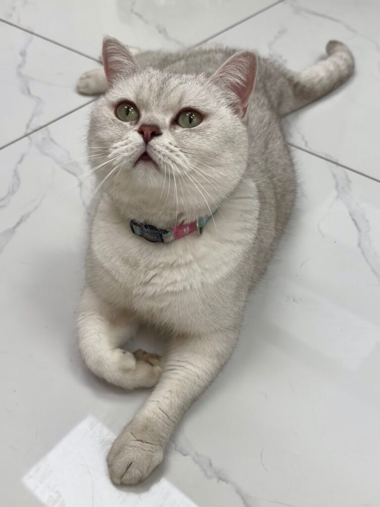 pets cafe Toronto