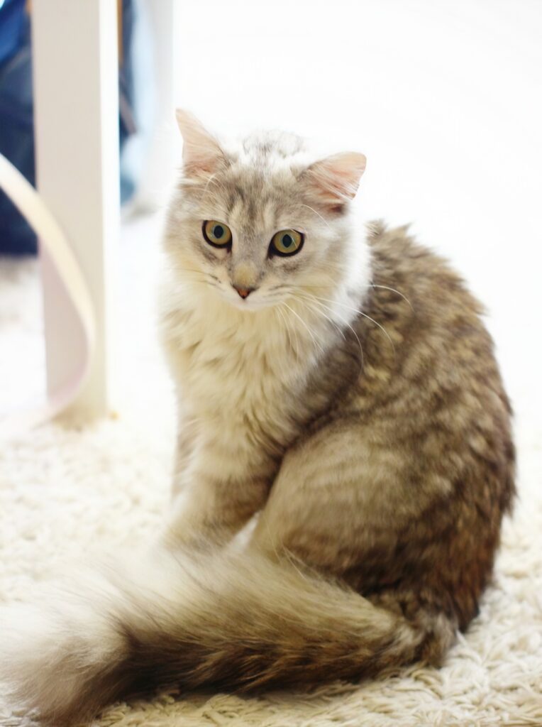 Purr Cat Café Club in Bangkok Thailand