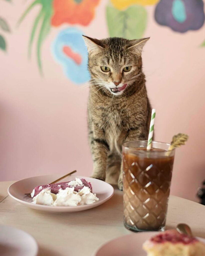Reykjavik cat cafe