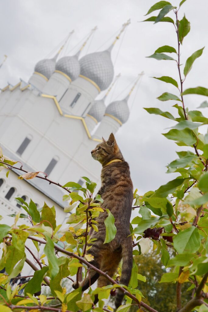Rostov Kremlin