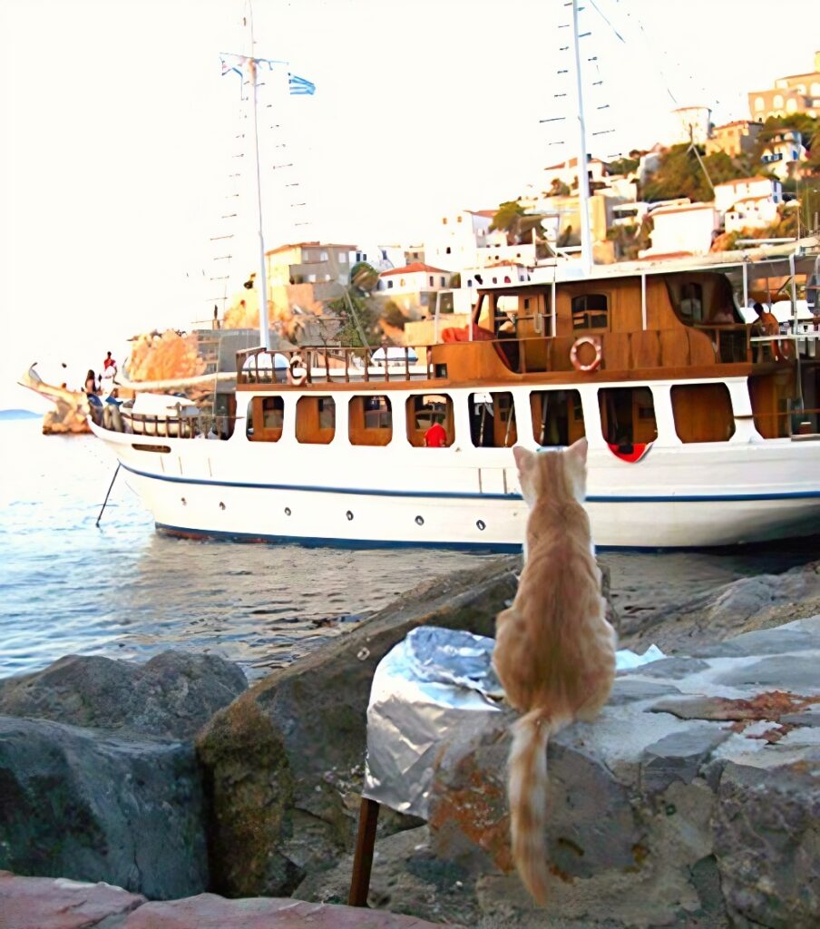 sailor cat