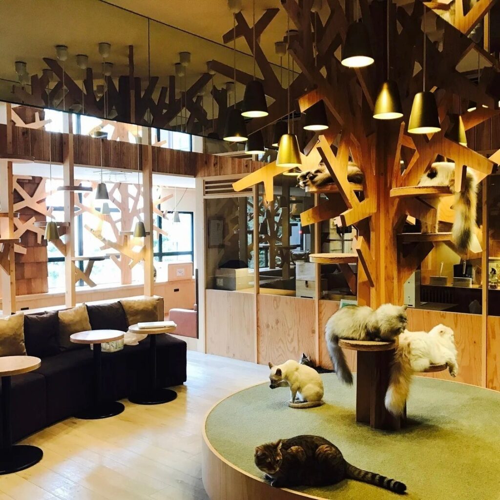Second Chance Cat Cafe in Houma