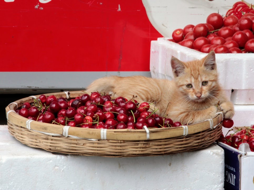ginger kitten playing with cherries