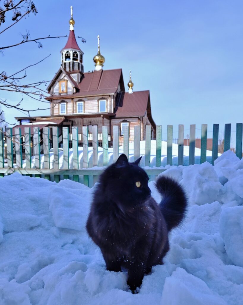 black Siberian forest cat