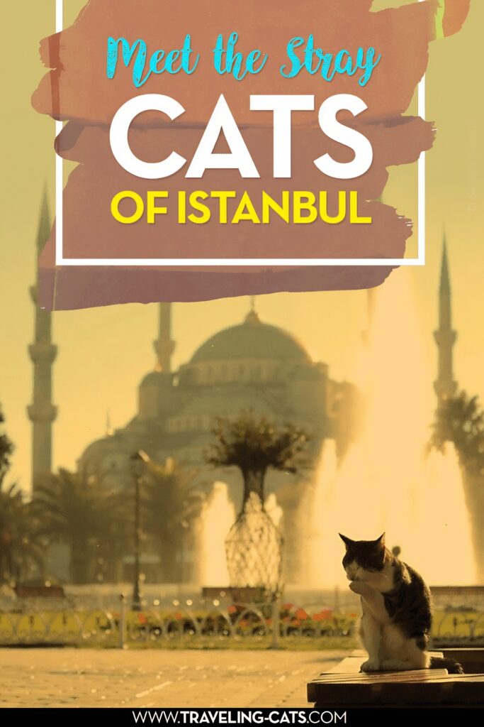 stray cats in Istanbul