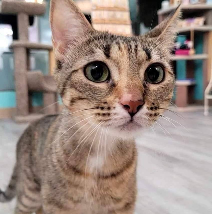 Kelly from Toe Beans Cat Cafe in Fort Hope, Ontario