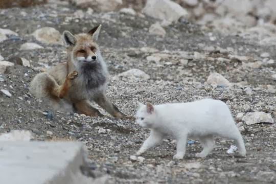 unusual animal couple