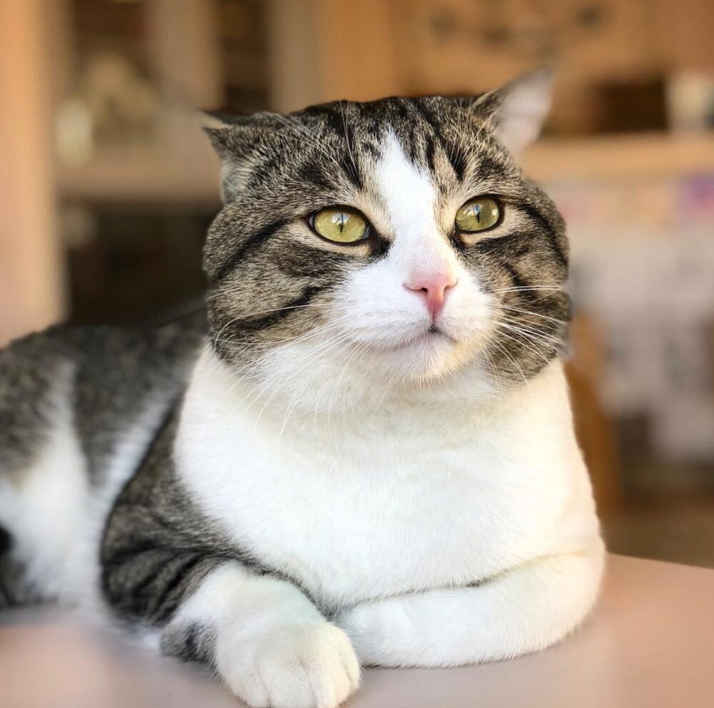 VegaBoo Cat Haven in Regina, Saskatchewan