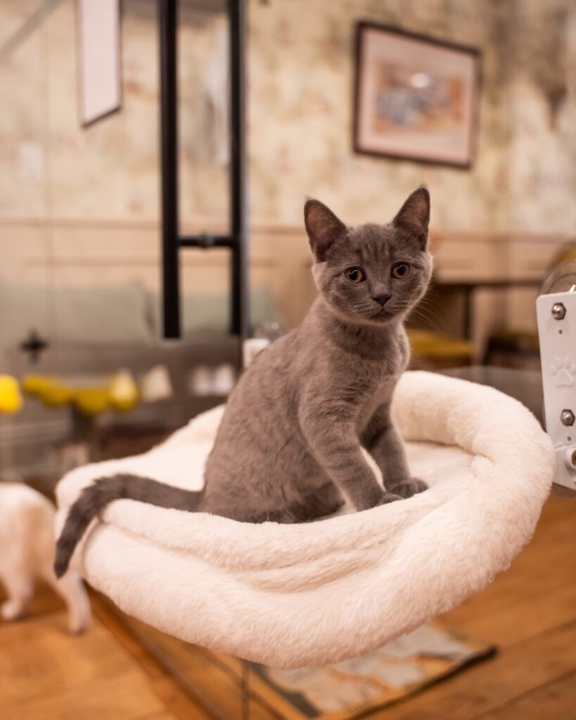 Vintage Cat Cafe Toronto