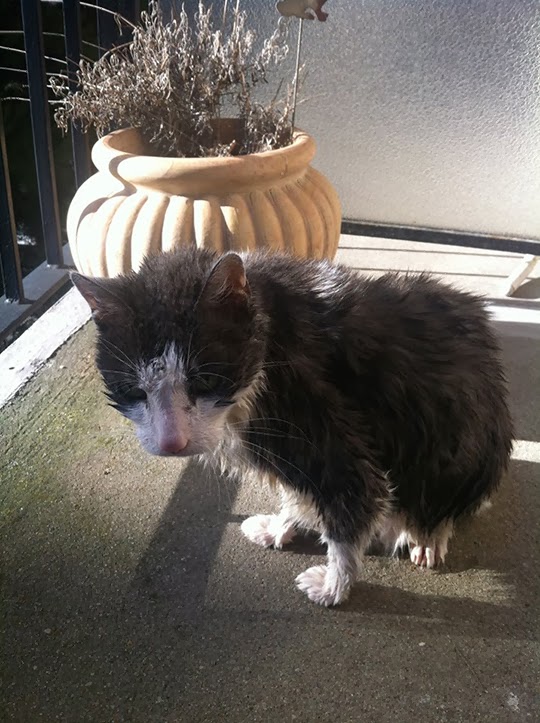 wet cat
