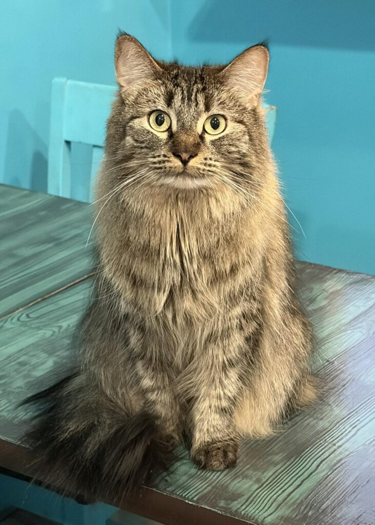 Whiskers Cat Cafe Grande Prairie