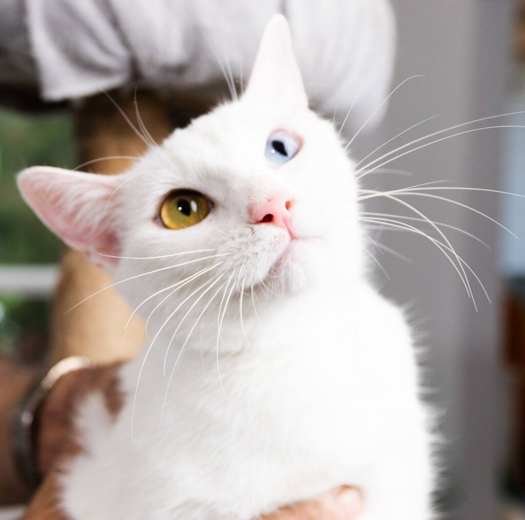 White Cats Cat Cafe