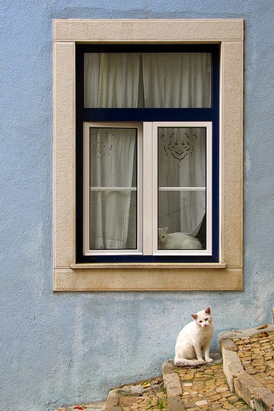 white cats in window