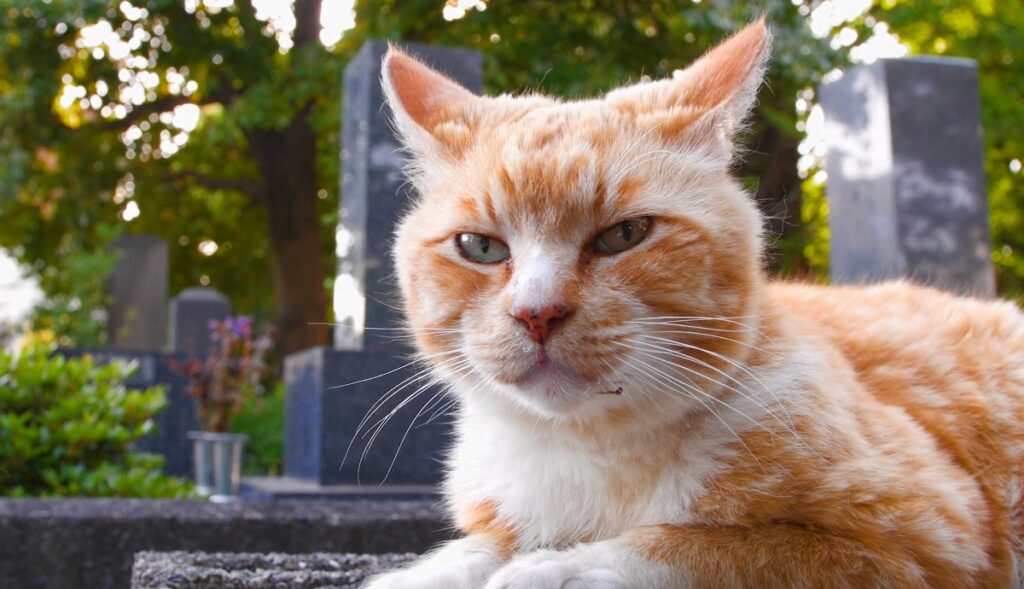 Yanaka cat cemetery