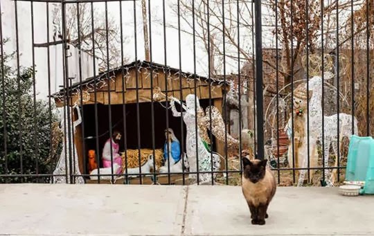 Christmas nativity scene with cats