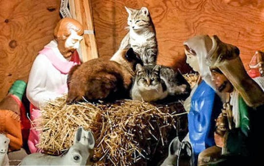 Christmas nativity scene with cats