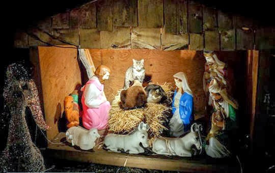 Christmas nativity scene with cats