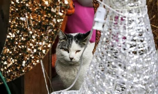 Christmas nativity scene with cats