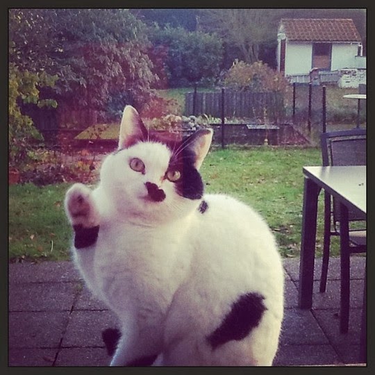 cat that looks like Hitler