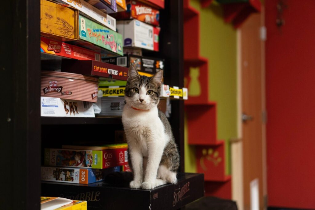 cat café board games