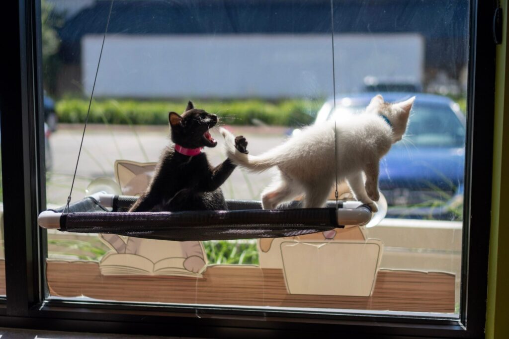 cat biting tail of another cat