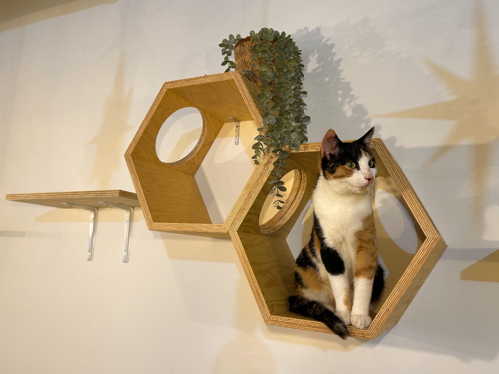 cat café furniture