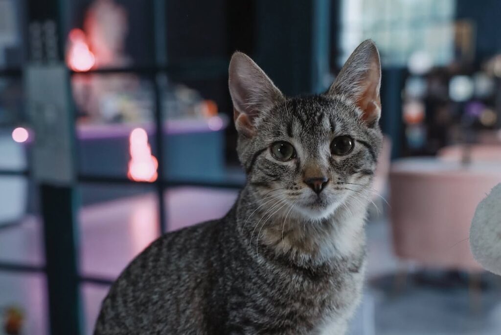 Cat Cafe Sarasota