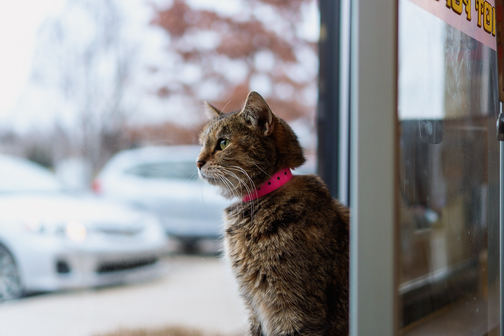 cat café window